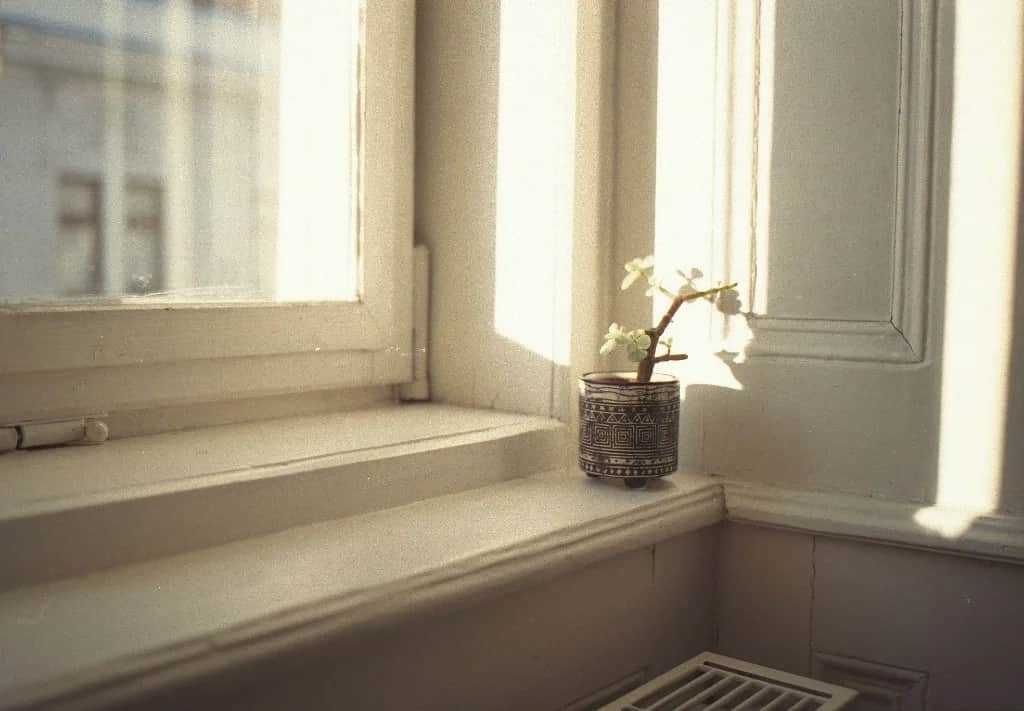 Pequeña planta en la ventana, con luz de tarde.